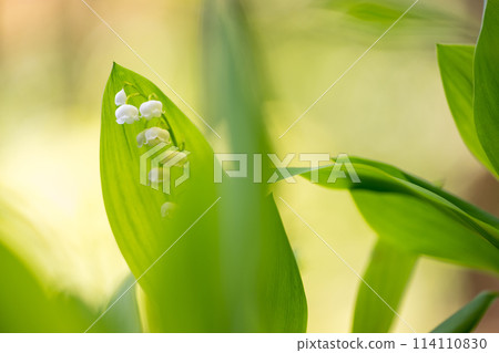 Lily of the valley flowers blooming in early summer Lily of the valley flowers blooming in early summer 114110830