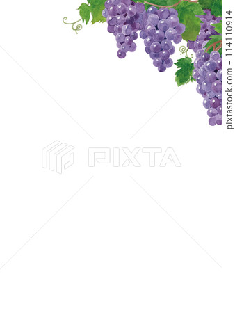 葡萄框水彩手繪 114110914
