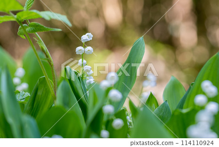 Lily of the valley flowers blooming in early summer 114110924