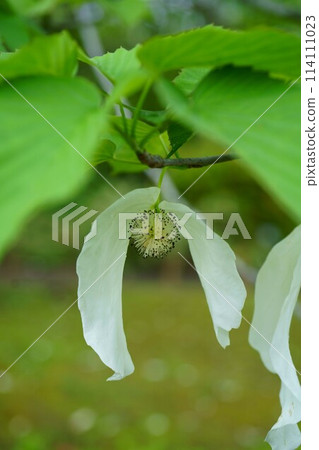 6741 Handkerchief tree 6741 Handkerchief tree 114111023