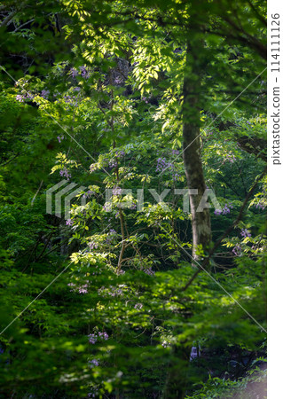 Fuji blooming in nature 114111126