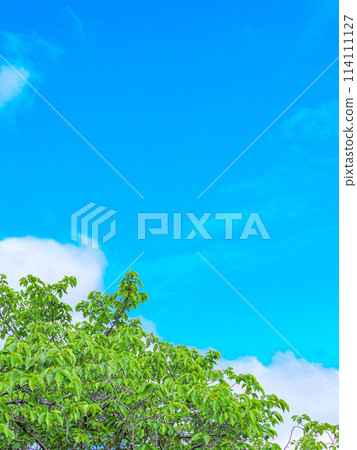 Fresh fresh green and blue sky Fresh fresh green and blue sky 114111127