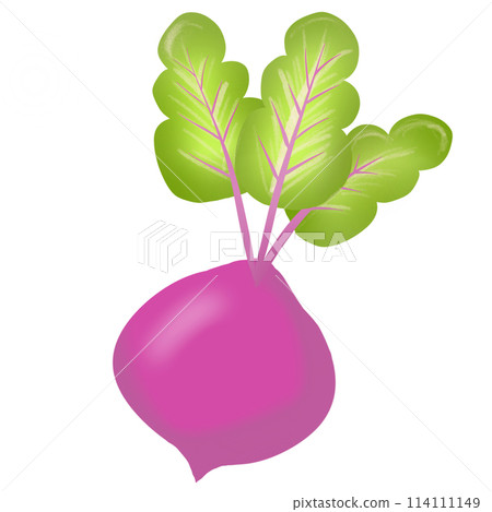 Beetroot 114111149