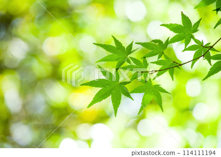 清新的綠色意象《藍楓》 114111194