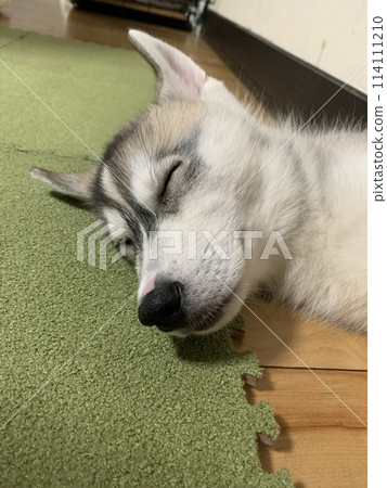 Siberian Husky puppy puppy destructive power angel Siberian Husky puppy puppy destructive power angel 114111210