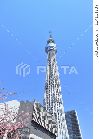 Tokyo Sky Tree and Sakura Tokyo Sky Tree and Sakura 114111235