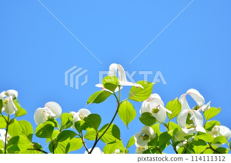 Dogwoods and fresh greenery blooming in the refreshing early summer 114111312