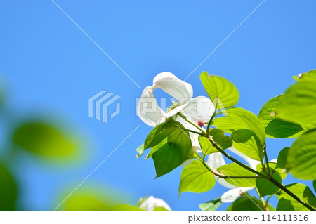 Dogwoods and fresh greenery blooming in the refreshing early summer Dogwoods and fresh greenery blooming in the refreshing early summer 114111316