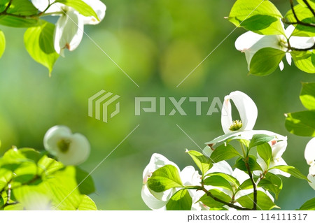 Dogwoods and fresh greenery blooming in the refreshing early summer 114111317