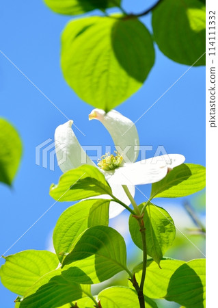 Dogwoods and fresh greenery blooming in the refreshing early summer 114111332
