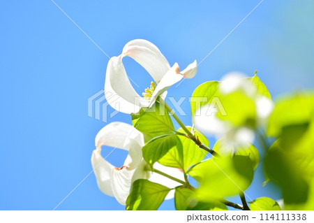 Dogwoods and fresh greenery blooming in the refreshing early summer Dogwoods and fresh greenery blooming in the refreshing early summer 114111338