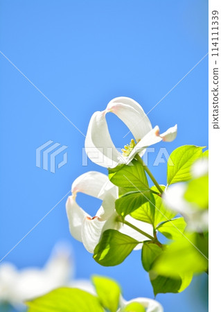 Dogwoods and fresh greenery blooming in the refreshing early summer 114111339