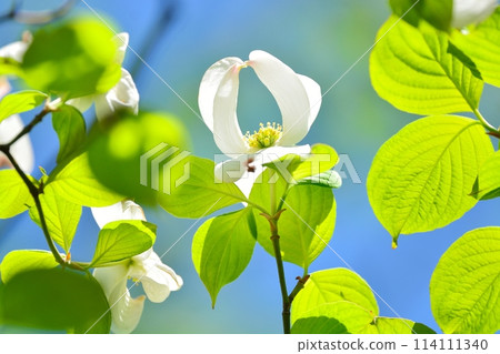 Dogwoods and fresh greenery blooming in the refreshing early summer Dogwoods and fresh greenery blooming in the refreshing early summer 114111340