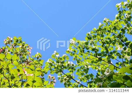 Dogwoods and fresh greenery blooming in the refreshing early summer 114111344