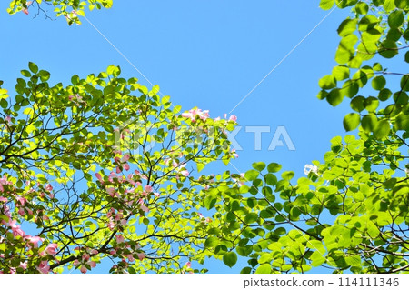 Dogwoods and fresh greenery blooming in the refreshing early summer Dogwoods and fresh greenery blooming in the refreshing early summer 114111346
