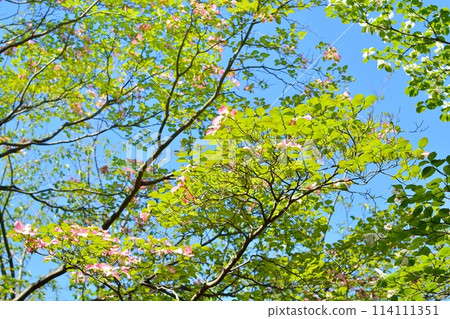 山茱萸和新綠在清爽的初夏綻放 山茱萸和新綠在清爽的初夏綻放 114111351