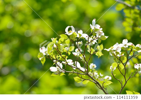 山茱萸和新綠在清爽的初夏綻放 114111359