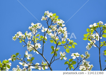 山茱萸和新綠在清爽的初夏綻放 114111360