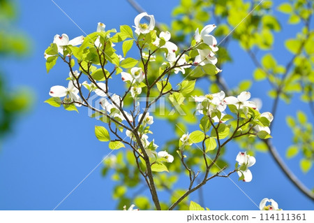 山茱萸和新綠在清爽的初夏綻放 114111361