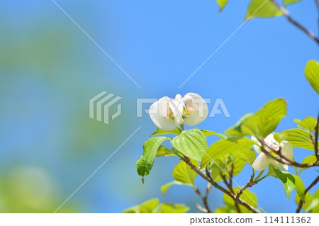 山茱萸和新綠在清爽的初夏綻放 114111362