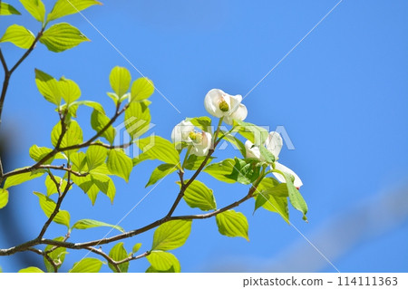 山茱萸和新綠在清爽的初夏綻放 114111363