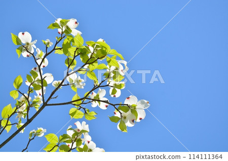 Dogwoods and fresh greenery blooming in the refreshing early summer 114111364