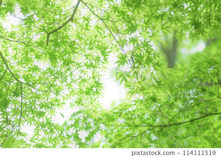 Fresh green eco 114111519