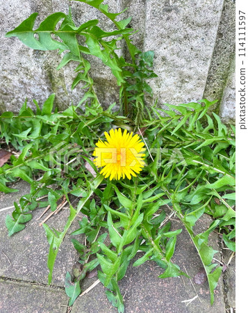 路邊的蒲公英盛開得正旺盛 114111597