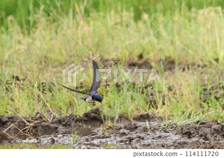 Animals: Wild Birds: Swallows gather dried grass to use as a substitute for straw. They fly quickly to a place to build a nest. 114111720