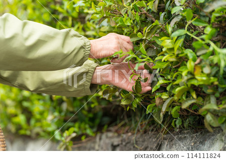 Senior woman picking tea leaves 114111824