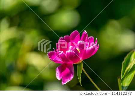 A vibrant peony flower - a single petal 114112277