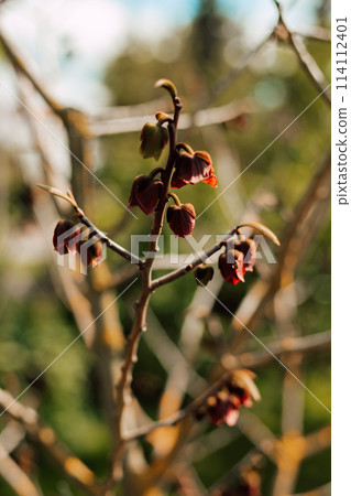 Blooming fruit garden tree. Spring Garden Blooming fruit garden tree. Spring Garden 114112401