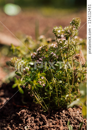 Thyme in the garden. Young thyme bush with soil Thyme in the garden. Young thyme bush with soil 114112451