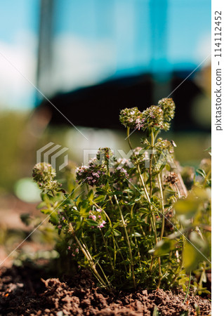 Thyme in the garden. Young thyme bush with soil Thyme in the garden. Young thyme bush with soil 114112452