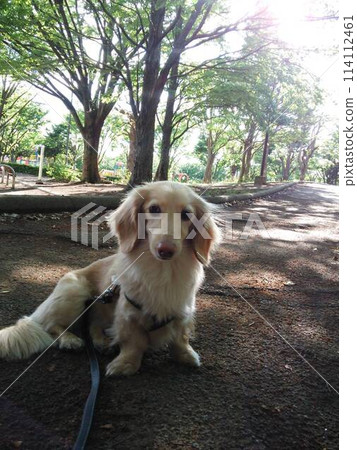 Too cute dog 114112461