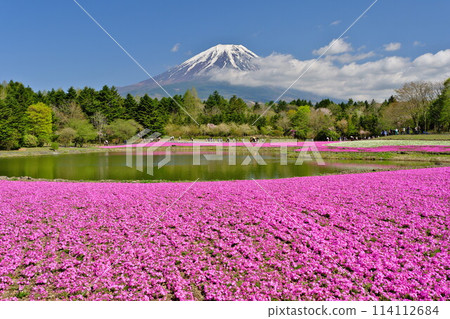 Spring Fuji Motosu Lake Resort Pink moss pink and Ryujin Pond Blue sky and blue Mt. Fuji The contrast is beautiful 114112684