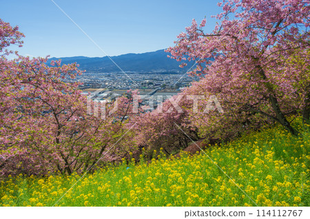 Matsuda Cherry Blossom Festival: Kawazu cherry blossoms and rape blossoms collaboration 114112767