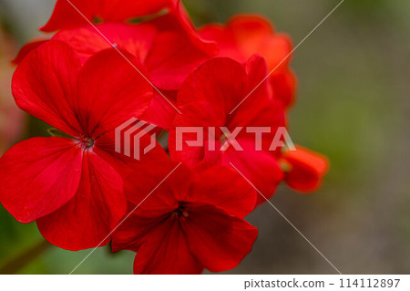 Bright red geranium flowers ~ Spring colors ~ 114112897