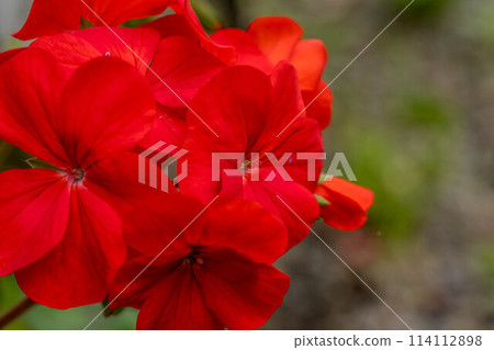 Bright red geranium flowers ~ Spring colors ~ 114112898