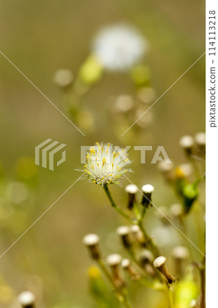 Noborogiku (wild chrysanthemum) Noborogiku (wild chrysanthemum) 114113218