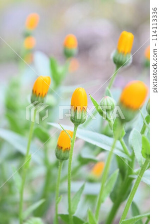 冬天盛開的鮮花 114113336