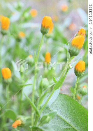 Yellow Winter Flower Yellow Winter Flower 114113338