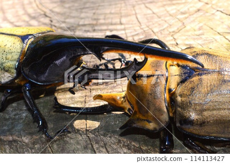 Hercules beetle vs Elephas beetle treetop battle 114113427
