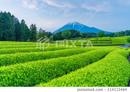 (Shizuoka Prefecture) Mount Fuji seen over the beautiful tea fields of Obuchisaba in Fuji City 114113484