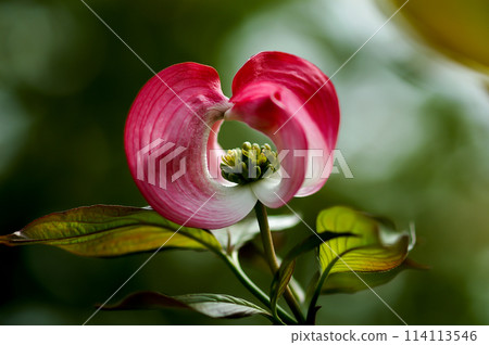 花樹 花樹 114113546