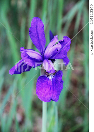 鳶尾花 鳶尾花 114113549
