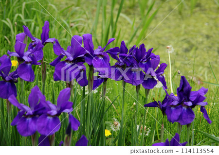 鳶尾花 鳶尾花 114113554