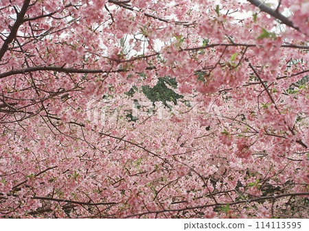 Cherry blossoms filling the screen Cherry blossoms filling the screen 114113595