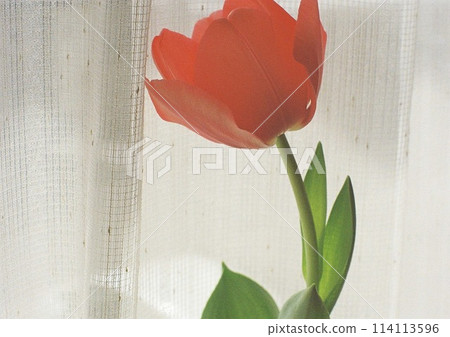 tulips placed by the window tulips placed by the window 114113596