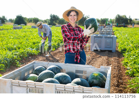 Woman gathering ripe watermelons on plantation Woman gathering ripe watermelons on plantation 114113756
